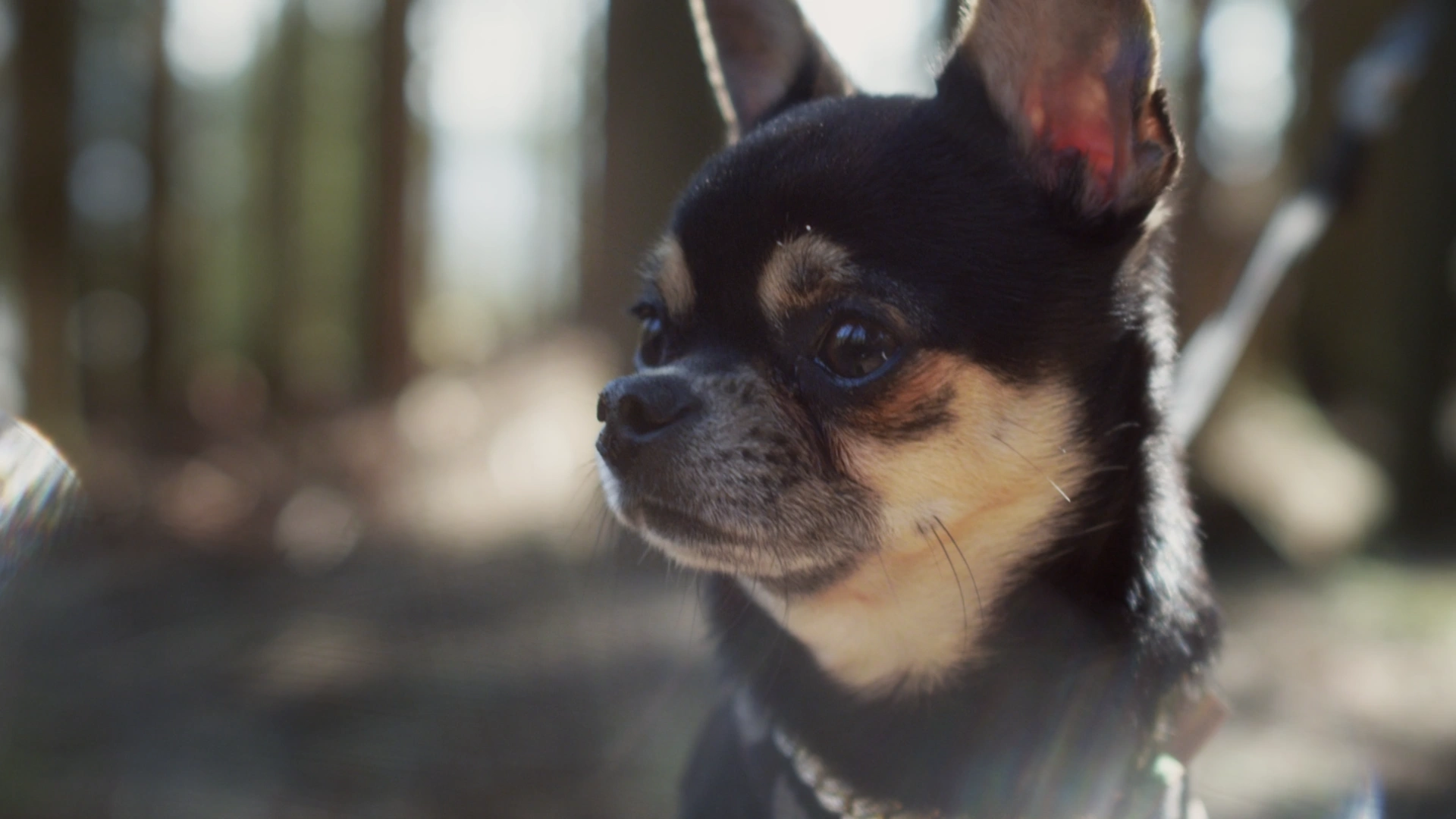 Healthy Smiles, Happy Pets